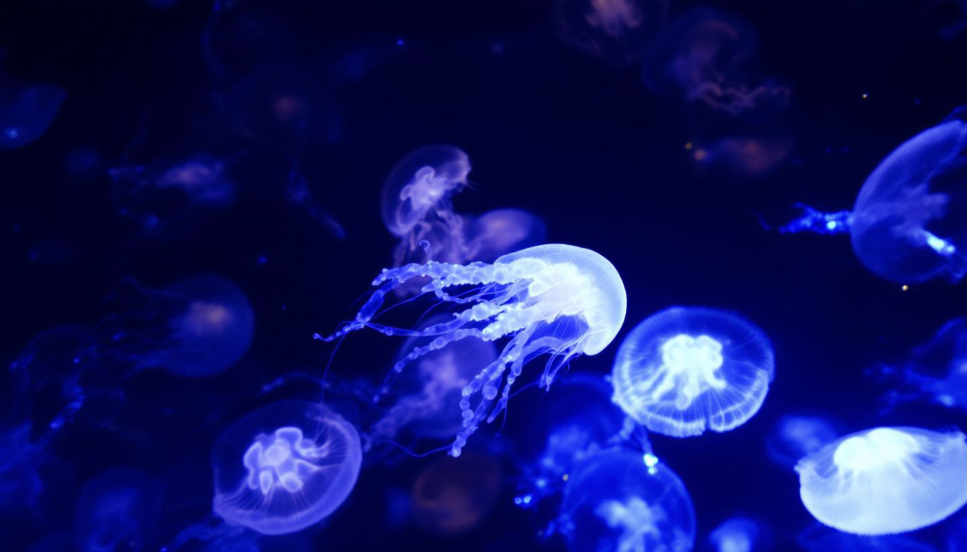 Exploration des bioluminescences : comprendre la lumière dans la nature